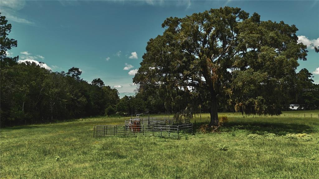 A large oak tree stands in a grassy pasture with a metal livestock pen — 4802 NW 50TH ROAD, STARKE, FL