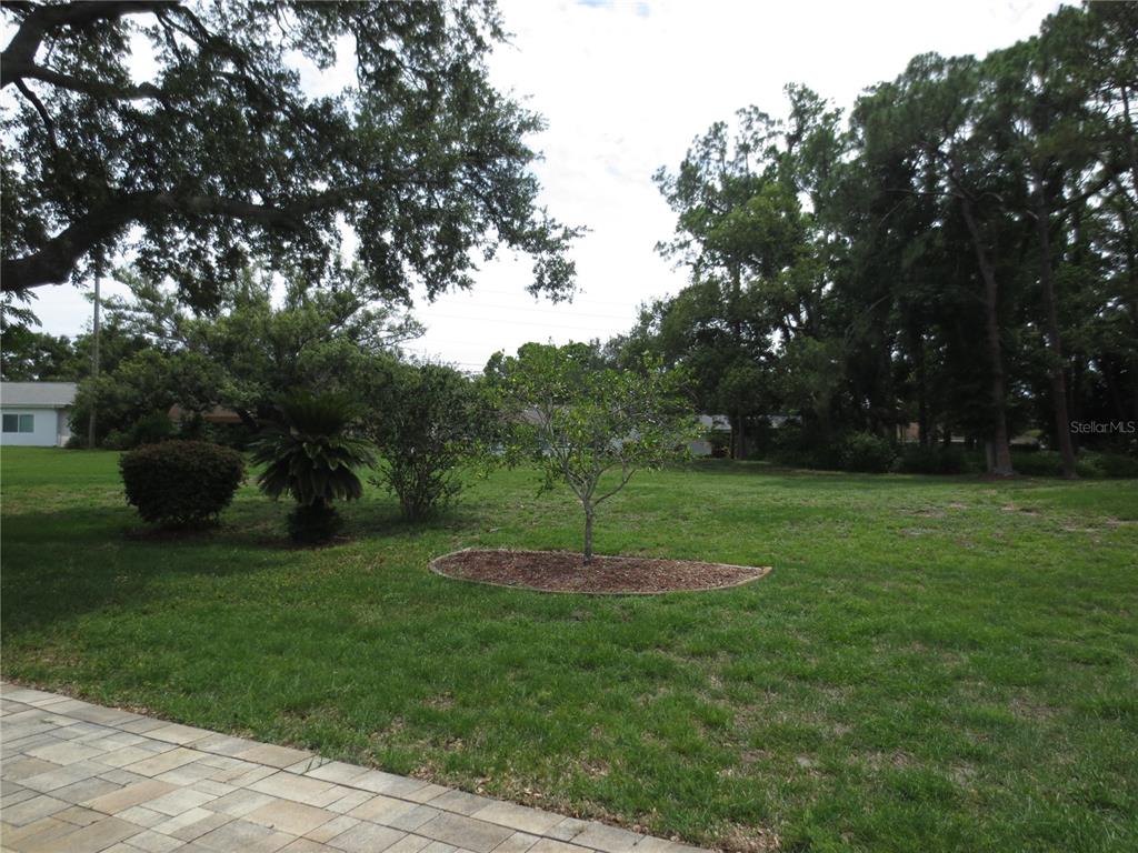 A grassy backyard features a small tree in a mulch bed and mature trees — 3132 BRUNSWICK CIRCLE, PALM HARBOR, FL