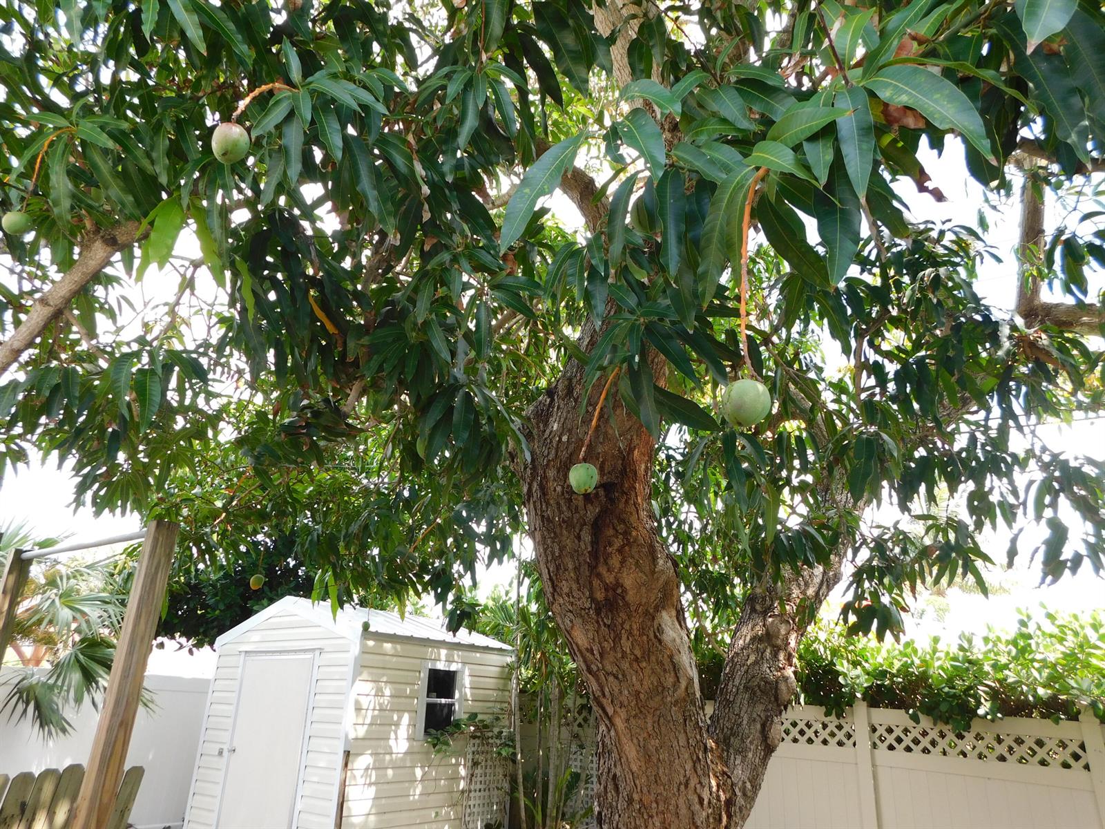 A large mango tree with green fruit stands in a backyard next to a shed — 2580 SE 5th Court, Pompano Beach FL 33062, POMPANO BEACH, FL