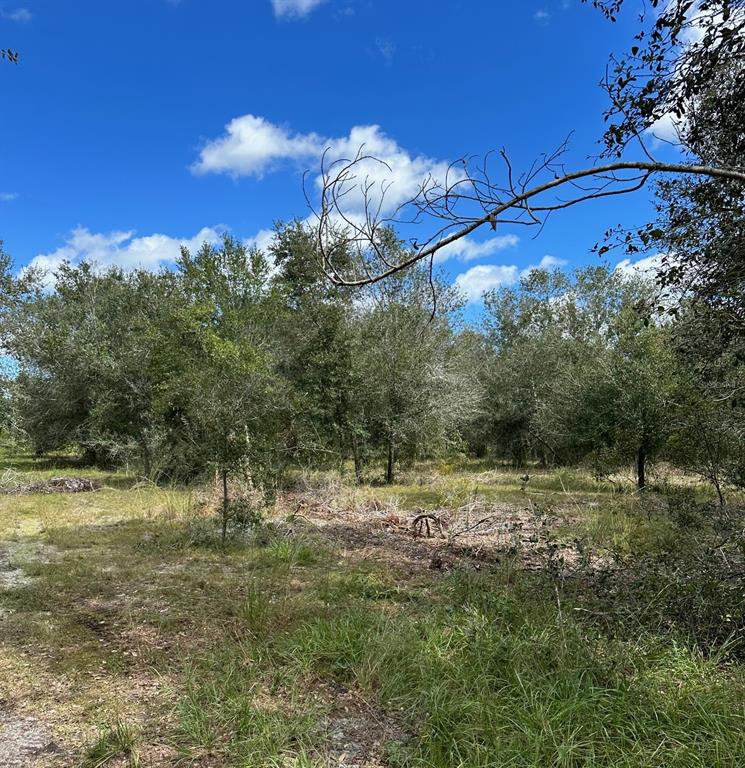 A grassy, partially cleared lot features scattered trees under a bright blue sky — SE TOMLIN #3 DRIVE, ARCADIA, FL