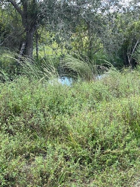 A small, narrow creek flows through a dense area of tall grass and trees — SE TOMLIN #3 DRIVE, ARCADIA, FL
