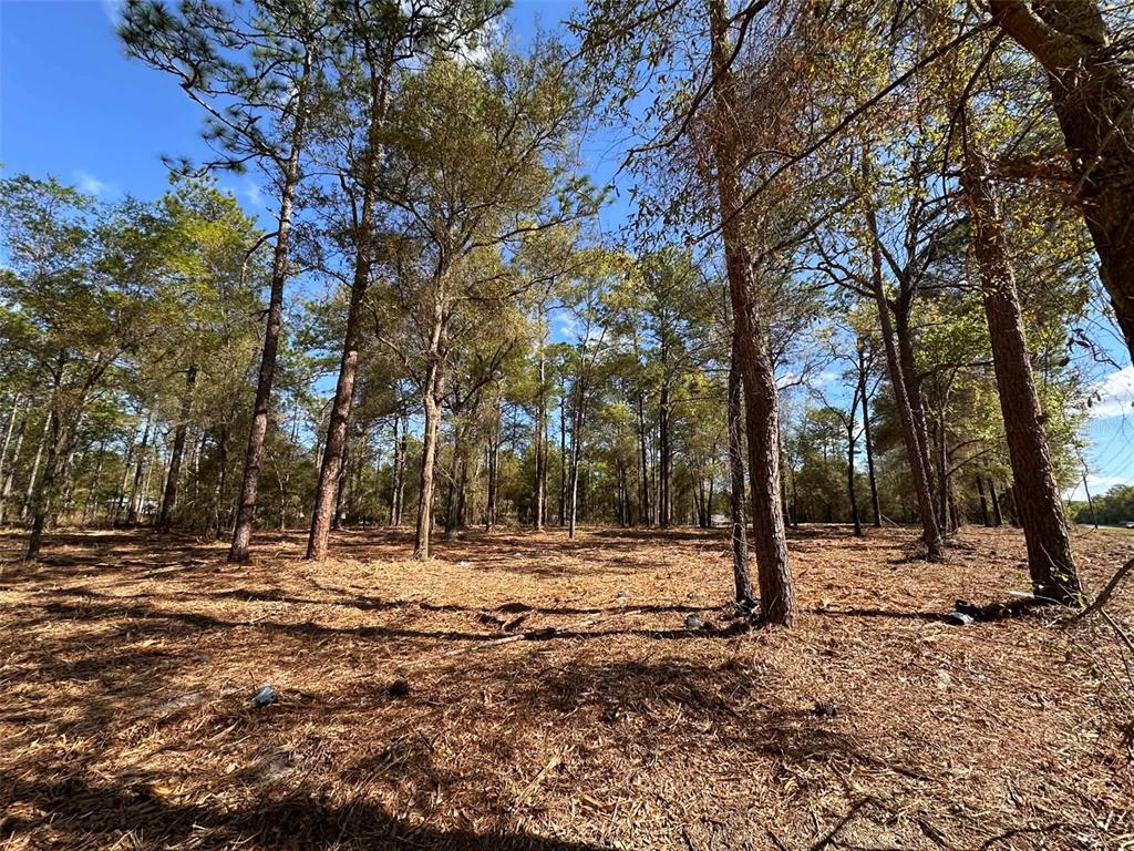 A wooded lot covered in pine needles under a clear blue sky — 0 W HWY 40, OCALA, FL