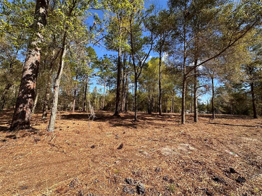 A wooded lot covered in pine needles features tall trees under a clear blue sky — 0 W HWY 40, OCALA, FL