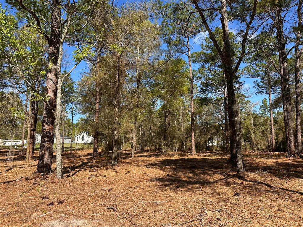 A wooded lot with pine trees and a layer of pine needles on the ground — 0 W HWY 40, OCALA, FL