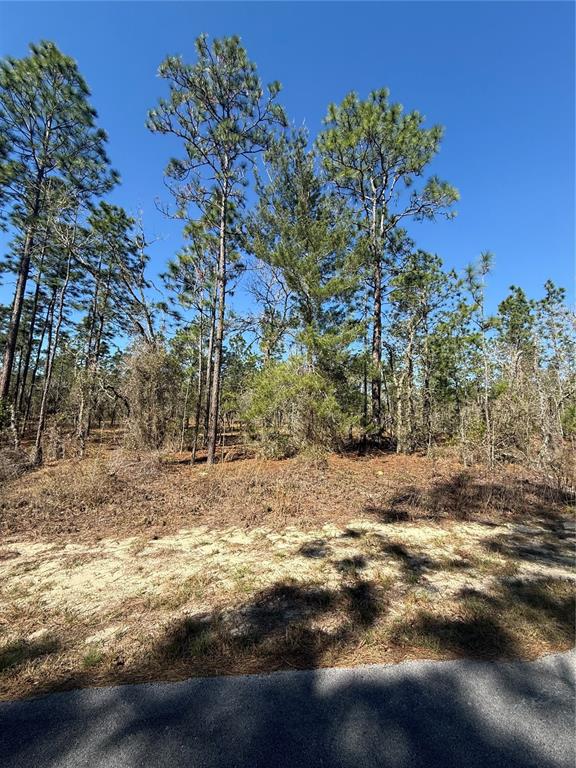 A vacant, wooded lot with sandy soil borders a paved road under a clear sky — Lot 5 SE 130 COURT, DUNNELLON, FL