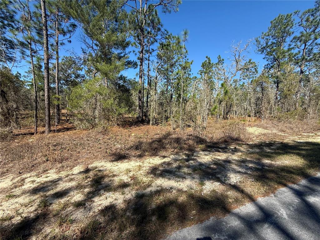A view of a sandy, wooded vacant lot bordering a paved road under a clear sky — Lot 5 SE 130 COURT, DUNNELLON, FL