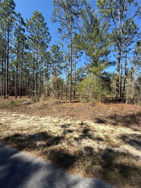 A paved road borders a wooded lot with tall pine trees and sandy ground — Lot 5 SE 130 COURT, DUNNELLON, FL
