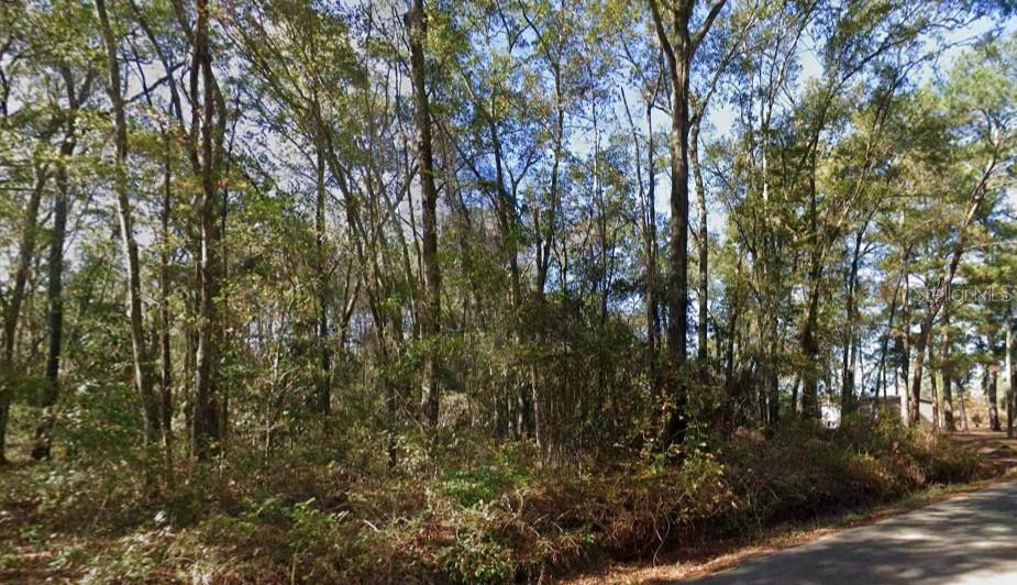 A wooded, undeveloped residential lot with dense trees and brush next to a paved road — IAMONIA LANDING ROAD, TALLAHASSEE, FL