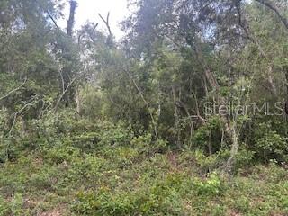 A dense, wooded lot with various trees, shrubs, and ground vegetation — KARAGAN COURT, WEBSTER, FL