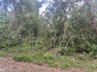 A dense, wooded lot with various trees and undergrowth viewed from a dirt path — KARAGAN COURT, WEBSTER, FL