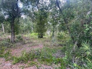 A wooded lot with mature trees and dense undergrowth under a bright sky — KARAGAN COURT, WEBSTER, FL