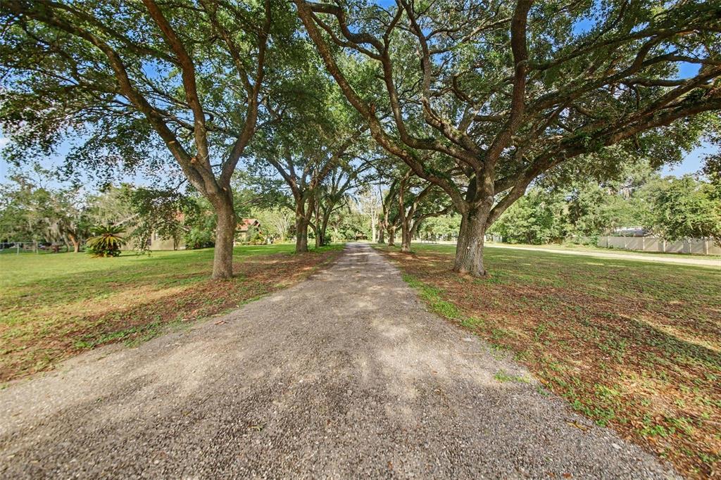 A gravel driveway leads through a canopy of large oak trees toward a distant house — 10073 LAKE MEADOW ROAD, APOPKA, FL