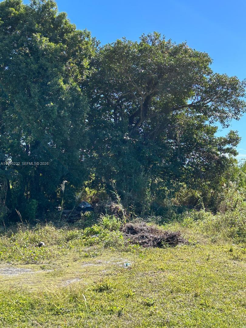 A large, mature tree stands at the edge of a grassy, unmaintained field — 21820 Sw 112th Ct, Unincorporated Dade County FL 33170, UNINCORPORATED DADE COUNTY, FL