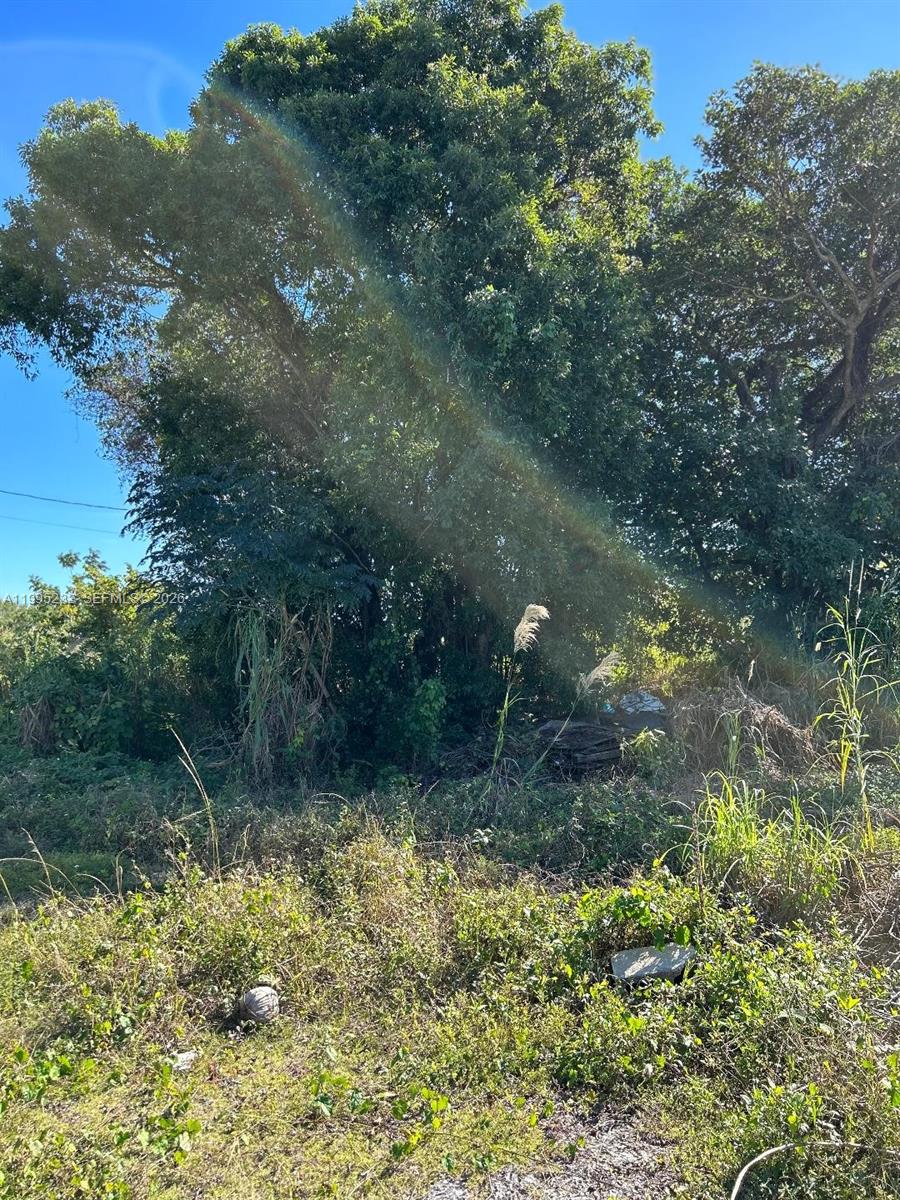 A large, mature tree stands behind a patch of overgrown grass and weeds — 21820 Sw 112th Ct, Unincorporated Dade County FL 33170, UNINCORPORATED DADE COUNTY, FL