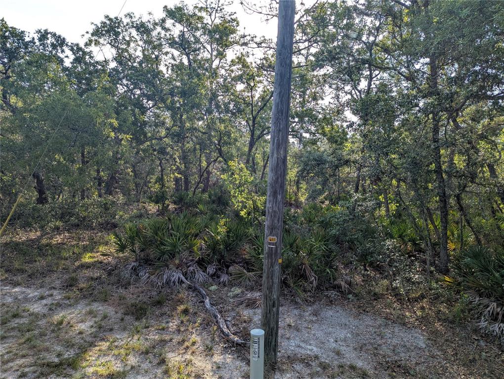 A utility pole stands in a wooded, sandy lot with dense trees and palmetto bushes — 19036 RETRIEVER ROAD, BROOKSVILLE, FL