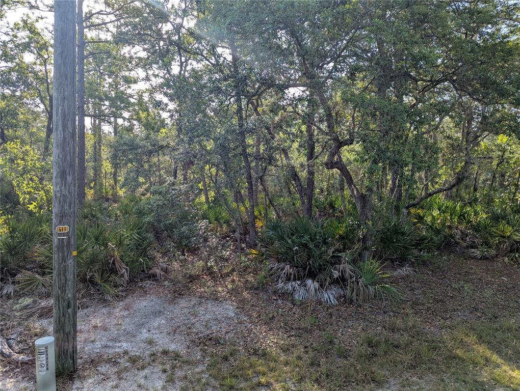 A wooded lot features a utility pole and dense vegetation under a bright, sunny sky — 19036 RETRIEVER ROAD, BROOKSVILLE, FL
