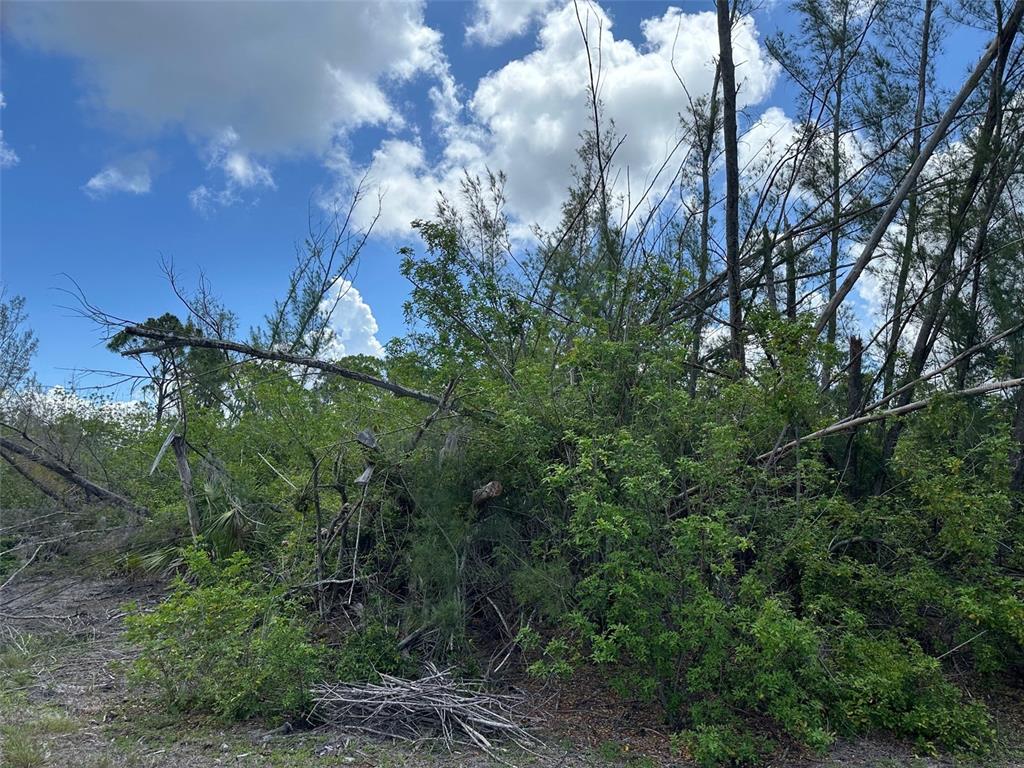 A wooded area with dense green vegetation and several fallen tree branches under a blue sky — 10792 HATCHET CIRCLE, PORT CHARLOTTE, FL