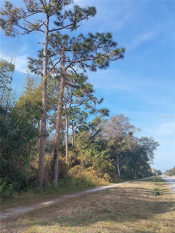 A paved path runs alongside a line of tall pine trees and dense vegetation — 0 DOYLE ROAD, DELTONA, FL