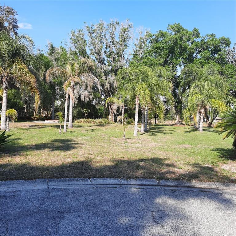 A grassy, vacant residential lot features several palm trees and mature trees under a blue sky — 10502 HINDS PLACE, ODESSA, FL