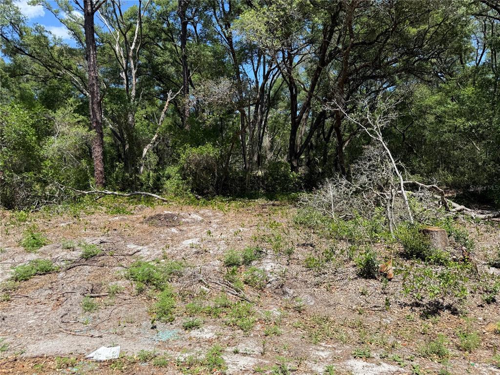 A cleared, sandy lot is bordered by a dense forest of mature trees — FISCHER LANE COURT, OCKLAWAHA, FL