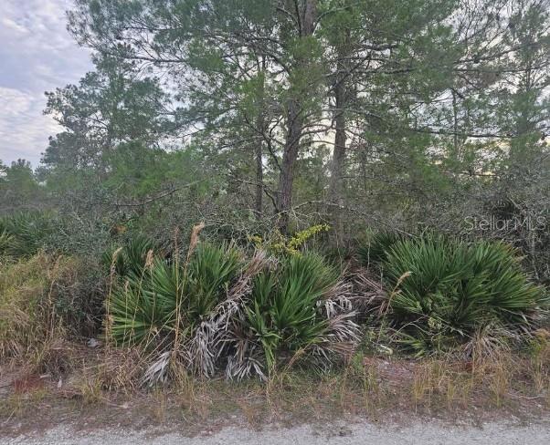 A view of a wooded lot featuring dense palmetto bushes and tall pine trees — 2225 ALGONQUIN DRIVE, SEBRING, FL