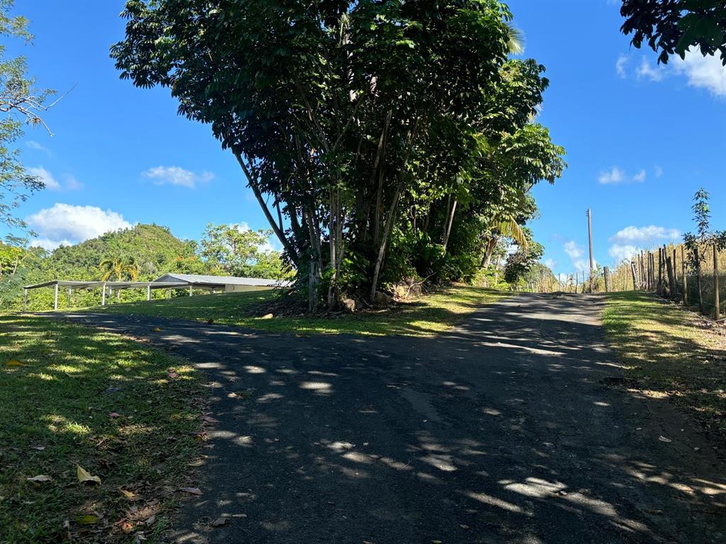 A paved driveway forks in front of large trees with a building visible in the background — 14 PR-146 FRONTON, CIALES, PR