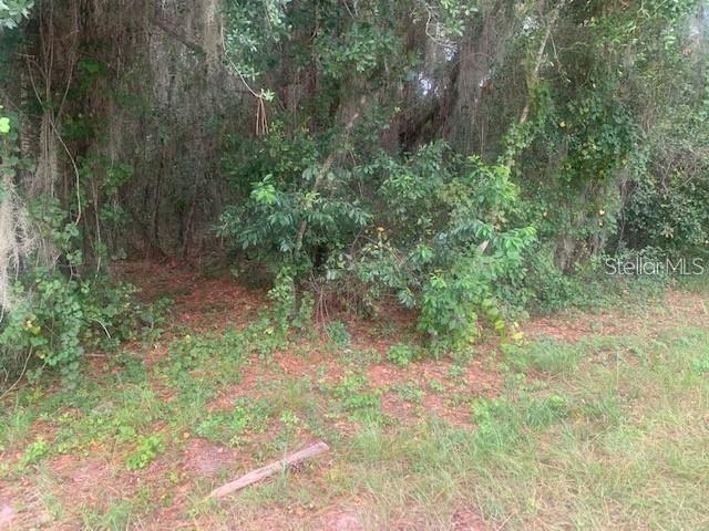 A dense, wooded area with trees and undergrowth viewed from a grassy foreground — MARYS VILLA ROAD, GROVELAND, FL