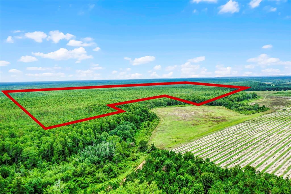 An aerial view shows a large, forested plot of land outlined in red — S BOGGY MARSH ROAD, CLERMONT, FL