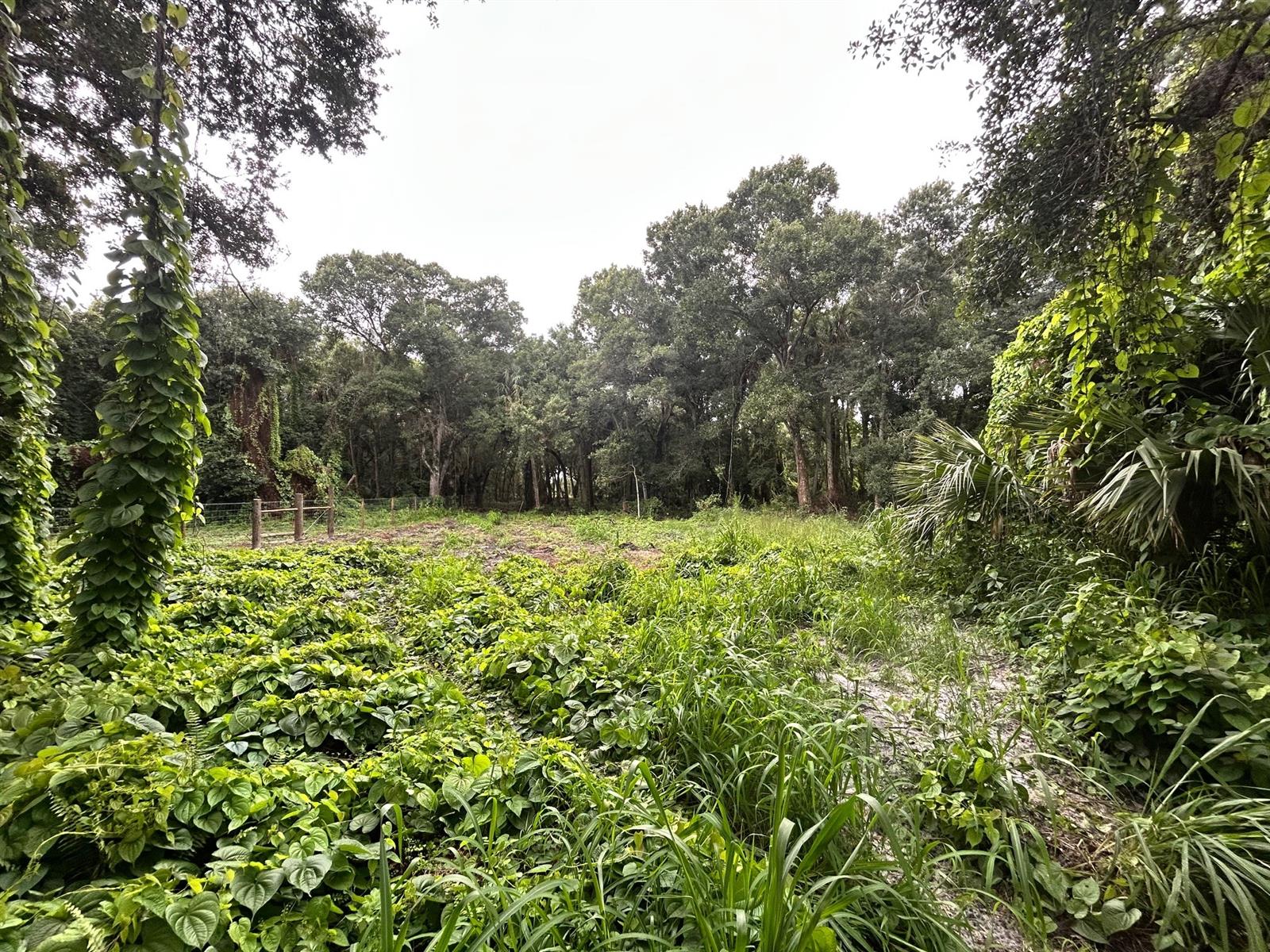 A grassy, overgrown lot bordered by dense trees and a wire fence — 640 NE 144th Dr, FL 34972, FL