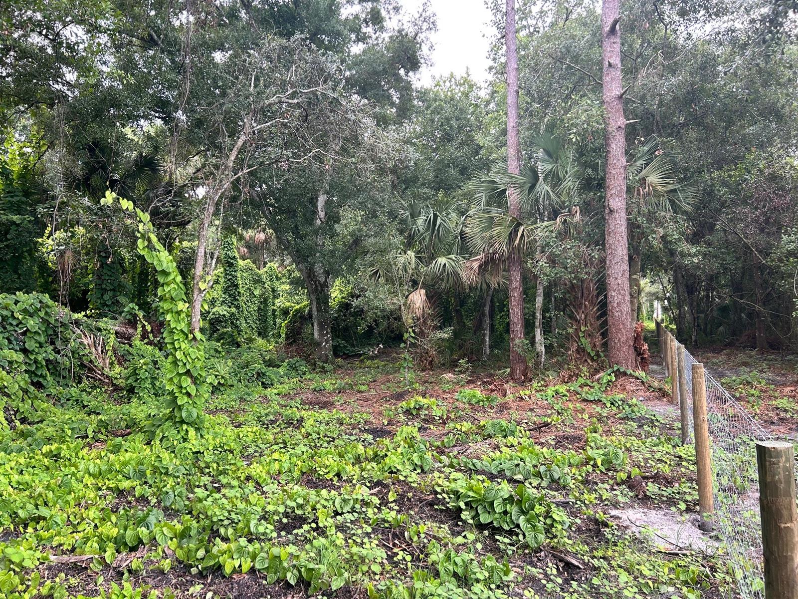 A wooded lot features dense green ground cover, various trees, and a wire fence — 640 NE 144th Dr, FL 34972, FL
