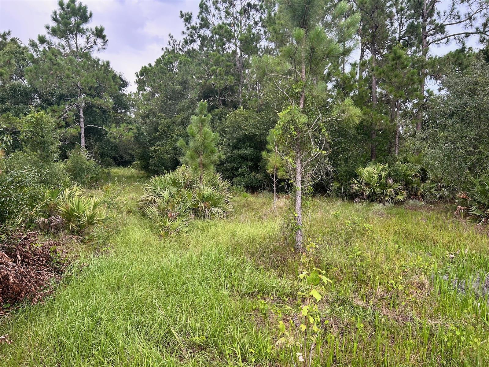 A grassy, wooded lot with pine trees and palmetto bushes under a cloudy sky — 640 NE 144th Dr, FL 34972, FL