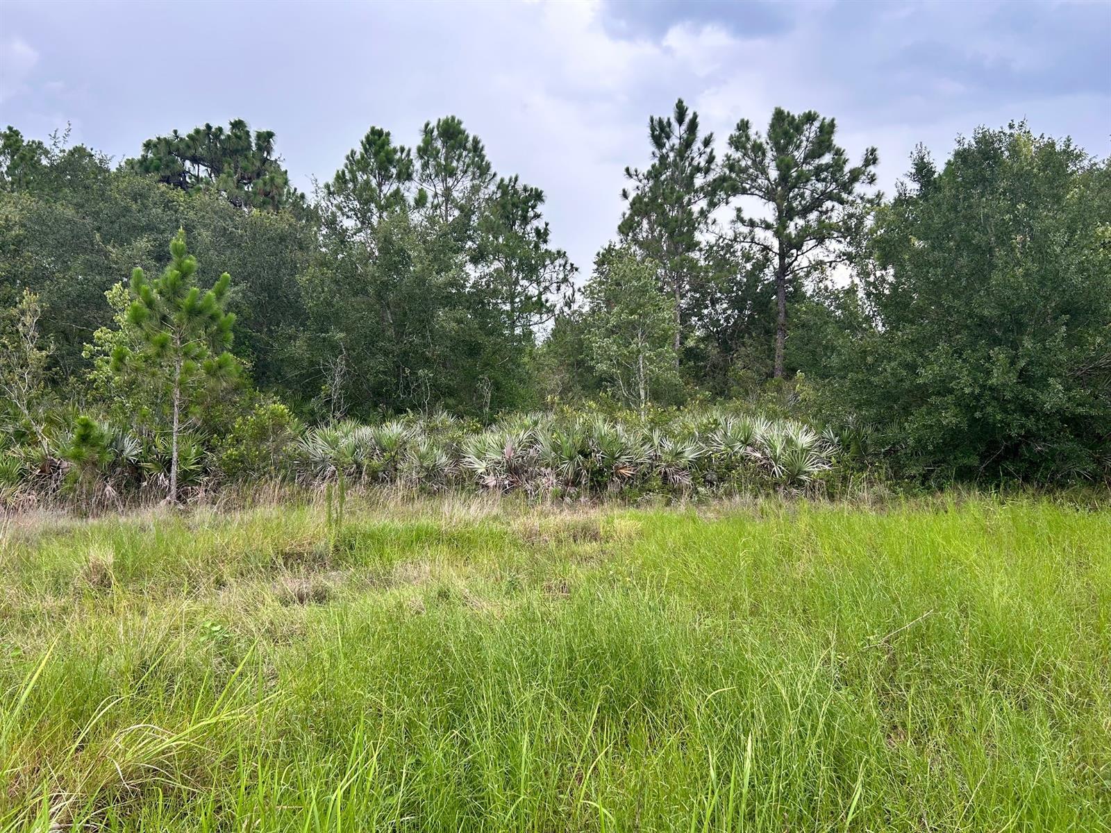 A grassy field sits in front of a dense line of trees and palmetto bushes — 640 NE 144th Dr, FL 34972, FL
