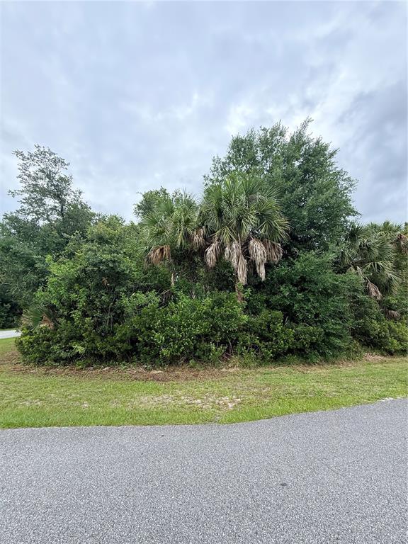 A dense cluster of palm trees and shrubs sits behind a grassy roadside verge — 12192 CHAMBERLAIN BOULEVARD, PORT CHARLOTTE, FL