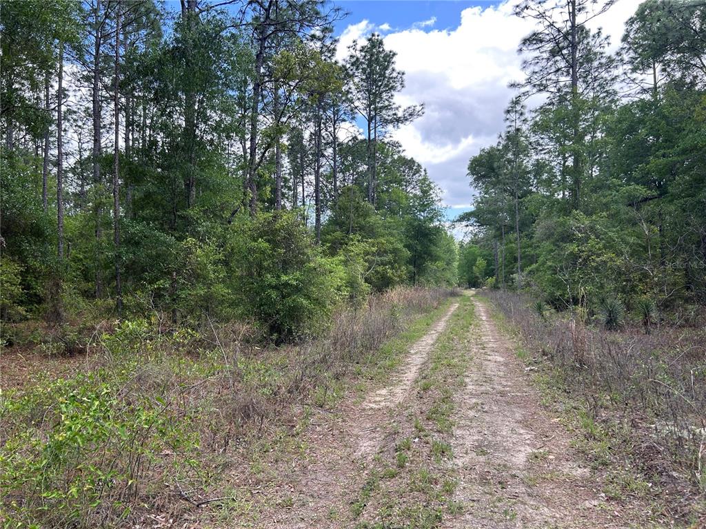 A dirt path leads through a wooded area with tall pine trees and dense vegetation — TBD SW 159TH AVENUE, OCALA, FL