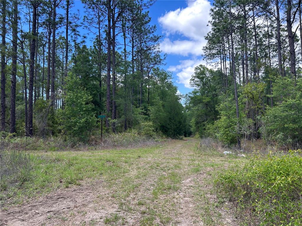 A dirt path leads into a dense forest of tall pine trees under a blue sky — TBD SW 159TH AVENUE, OCALA, FL