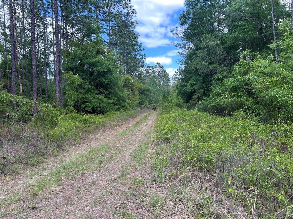 A dirt path leads through a wooded area with dense green vegetation and tall trees — TBD SW 159TH AVENUE, OCALA, FL
