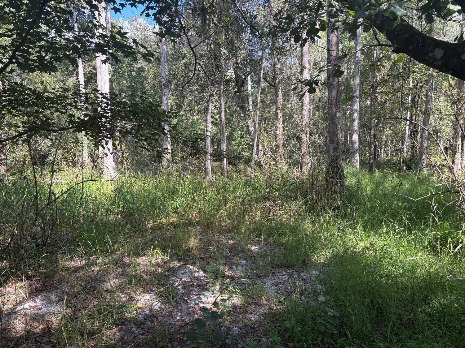 A wooded area with tall trees, green grass, and patches of sandy soil — 0 County Rd 54, FL 33849, FL