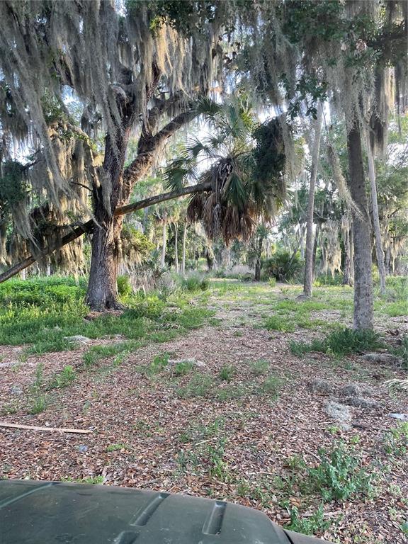 A wooded lot features large trees draped in Spanish moss and a leaning palm tree — LAKE MARION ROAD W, HAINES CITY, FL