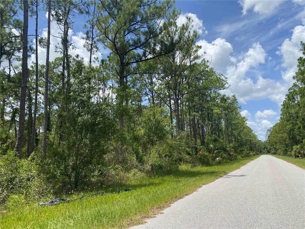 A paved road runs alongside a wooded lot with tall pine trees and dense undergrowth — KAMSLER AVE, NORTH PORT, FL