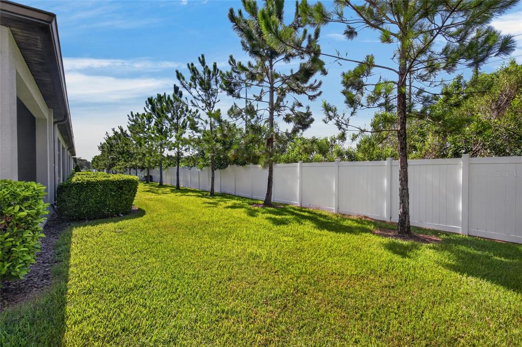 A grassy backyard features a white vinyl fence lined with pine trees beside a house — 7617 GINGER LILY COURT, TAMPA, FL
