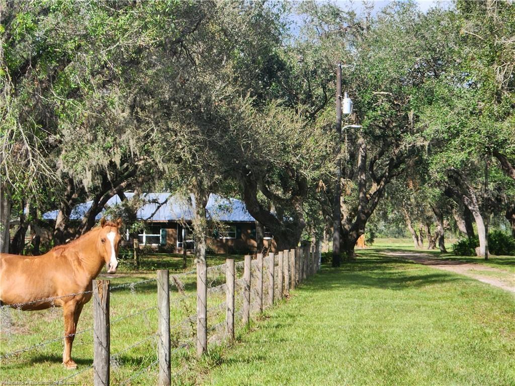 A brown horse stands in a grassy pasture beside a fenced yard and a house — 203 BOYER STREET, VENUS, FL