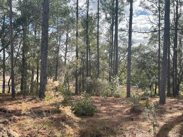 A wooded lot featuring tall pine trees and a ground layer of pine needles — 000 Malauka Cir Circle, FL 32179, FL