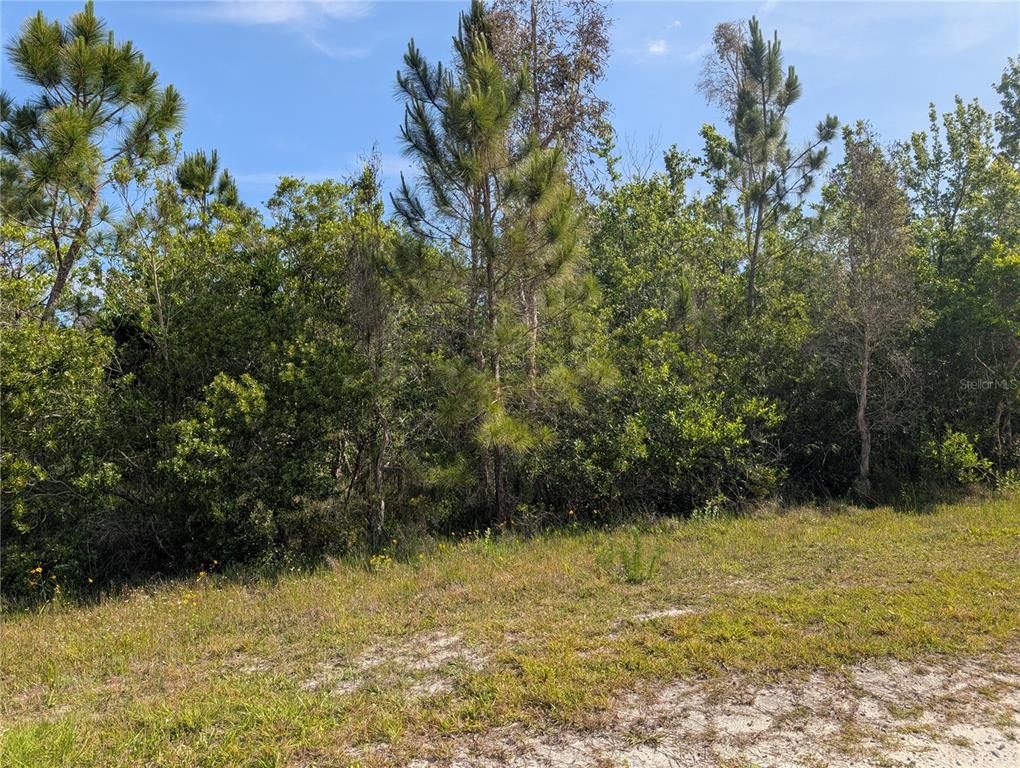 A grassy, sandy lot is bordered by a dense thicket of trees and shrubs — 704 ORCHID DRIVE, INDIAN LAKE ESTATES, FL