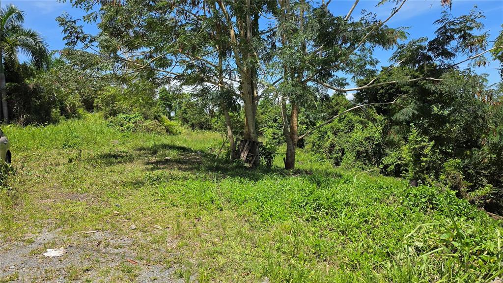 A grassy, sloped lot features several mature trees and dense vegetation under a blue sky — Zarzal Arriba CARR. 966 KM 2.3 UNIT K, RIO GRANDE, PR