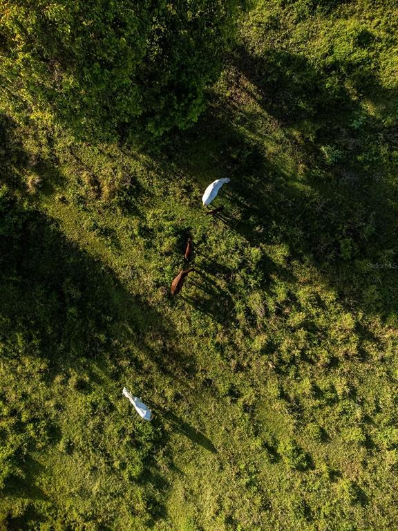 An aerial view shows several cows grazing in a grassy, partially shaded pasture — Carr 119 INT. 448 KM 3.7 ROAD, SAN SEBASTIAN, PR