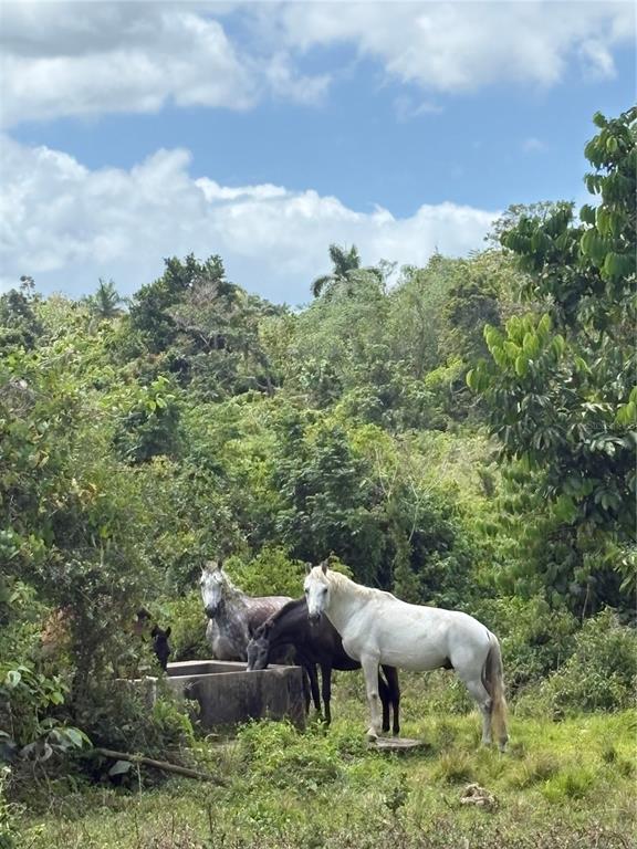 Three horses stand near a concrete water trough in a lush, green, wooded outdoor area — Carr 119 INT. 448 KM 3.7 ROAD, SAN SEBASTIAN, PR