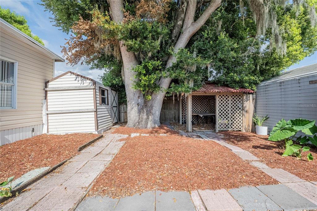 A backyard area features a large tree between a storage shed and a lattice-enclosed patio — 36749 JODI AVENUE, ZEPHYRHILLS, FL