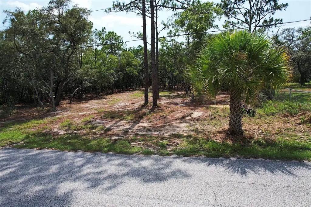 A vacant, wooded residential lot with a palm tree sits beside a paved road — 4546 S EVERGREEN AVENUE, HOMOSASSA, FL