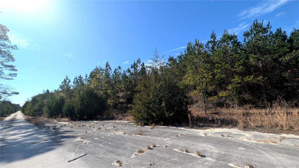 A paved road runs alongside a wooded lot under a clear blue sky — 13550 NW OLD FANNIN ROAD, CHIEFLAND, FL
