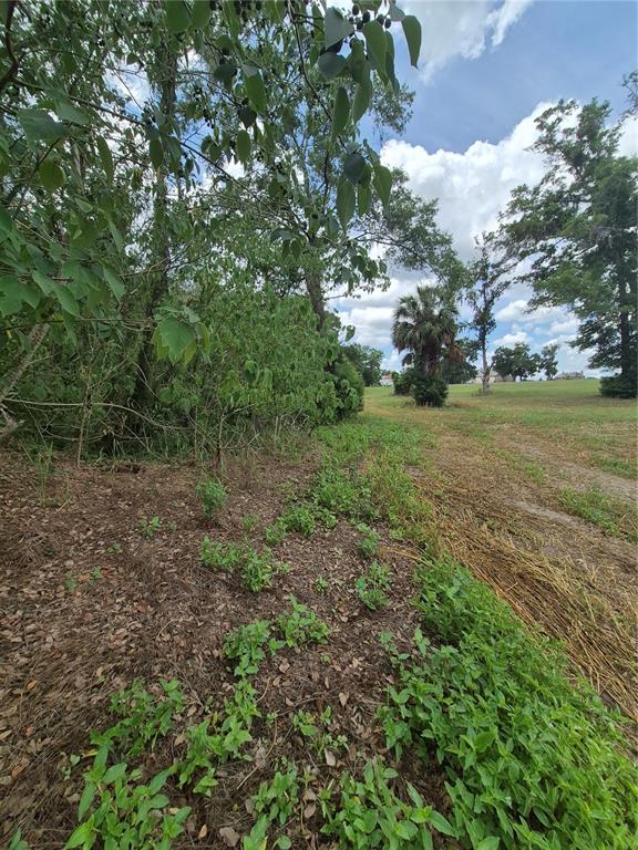 A grassy field borders a dense line of trees under a partly cloudy sky — 8748 NE JACKSONVILLE ROAD, ANTHONY, FL